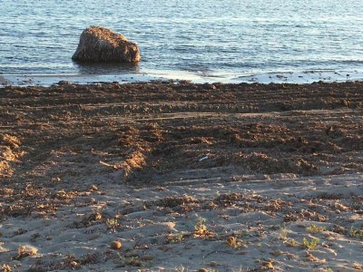 pulizia spiagge con rimozione della posidonia sul litorale di Marsala e Petrosino