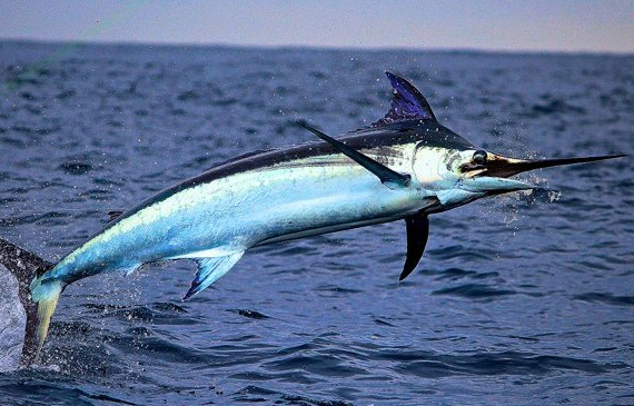 Più pesce nel servizio di incontri marittimi